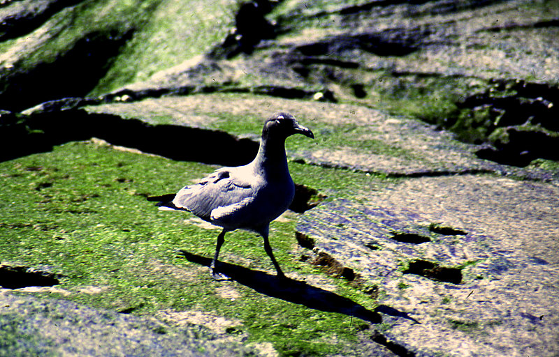 GALAPAGOS-SCHWARZ MOEWE