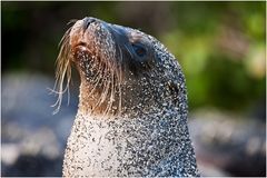 [ Galápagos Sea-Lion ]