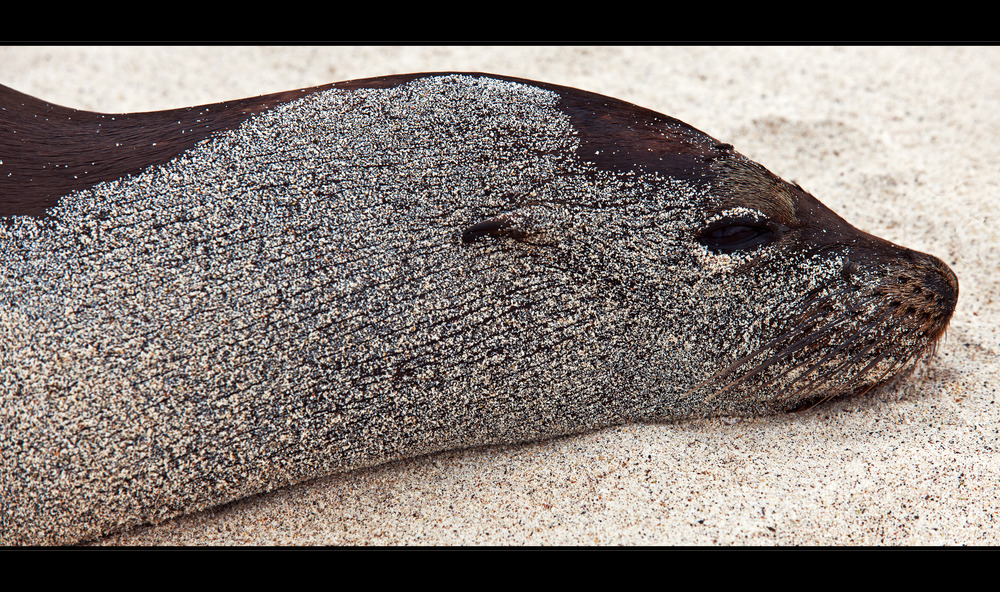 [ Galápagos Sea-Lion ]