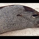 [ Galápagos Sea-Lion ]
