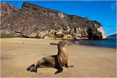 [ Galápagos Sea-Lion ]