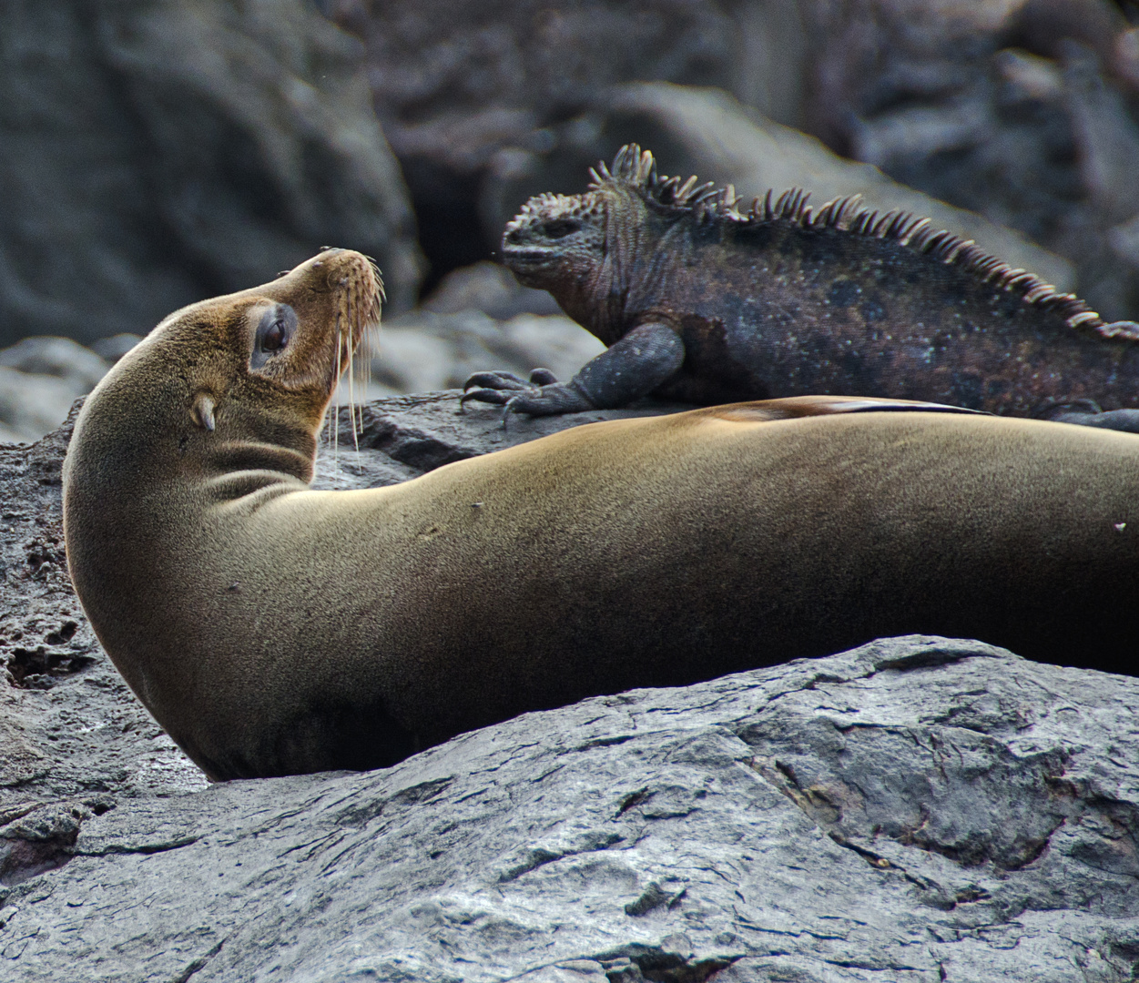 Galapagos Sea Lion