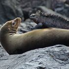 Galapagos Sea Lion