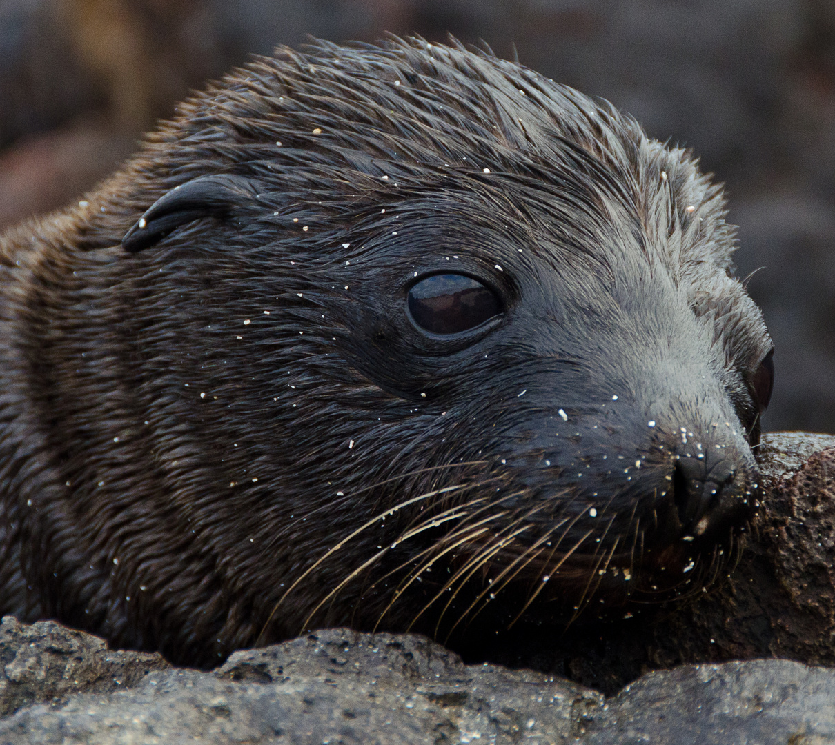 Galapagos Sea Lion