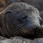 Galapagos Sea Lion