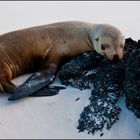 [ Galápagos Sea Lion ]