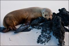 [ Galápagos Sea Lion ]