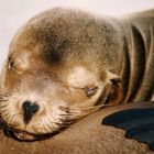 Galapagos - Sea Lion