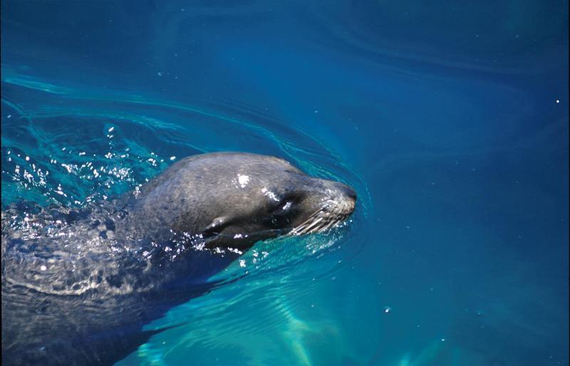 Galapagos-Seelöwe