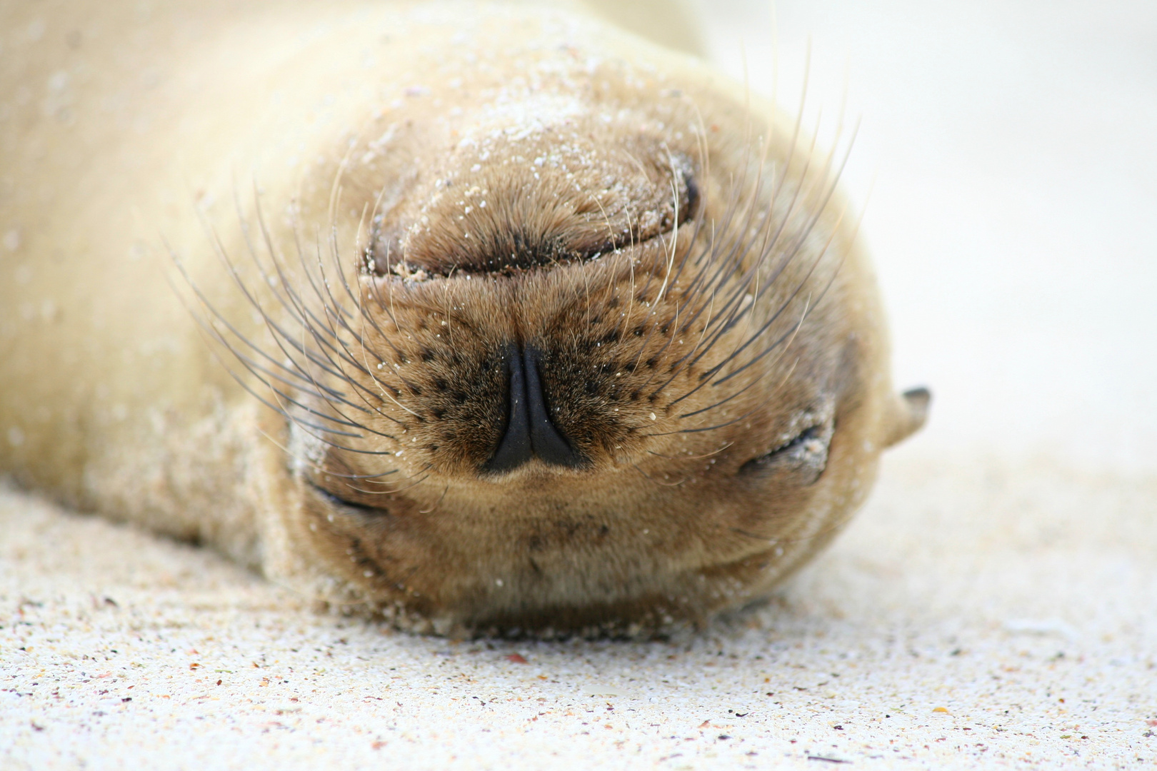 Galapagos Seelöwe