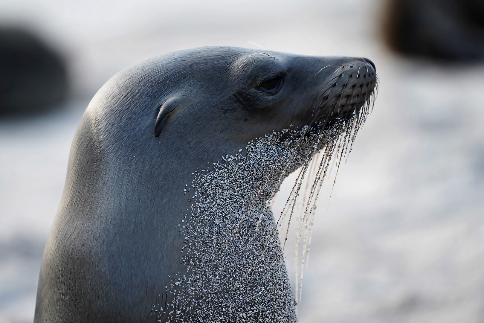 Galápagos-Seelöwe 