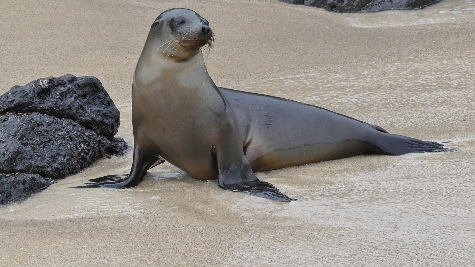 Galapagos / Seelöwe Foto & Bild | world, south america, ecuador Bilder ...