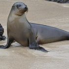 Galapagos / Seelöwe 