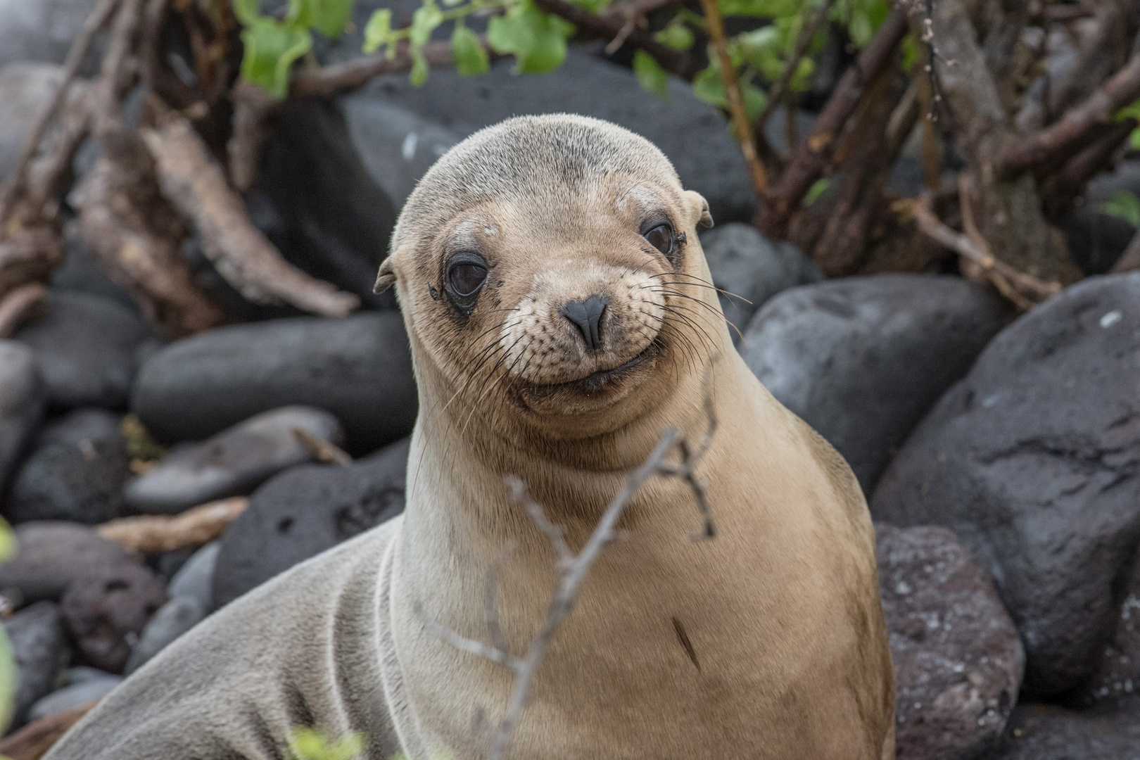 Galapagos Seelöwe