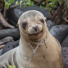 Galapagos Seelöwe