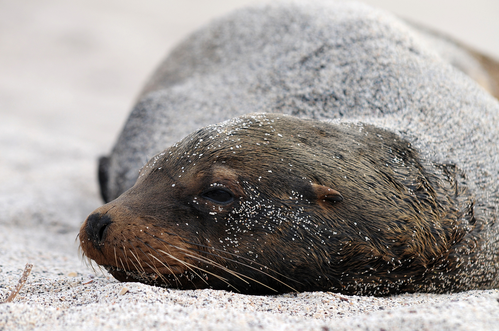 Galapagos Seelöwe