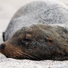 Galapagos Seelöwe