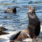 Galapagos - Seelöwe
