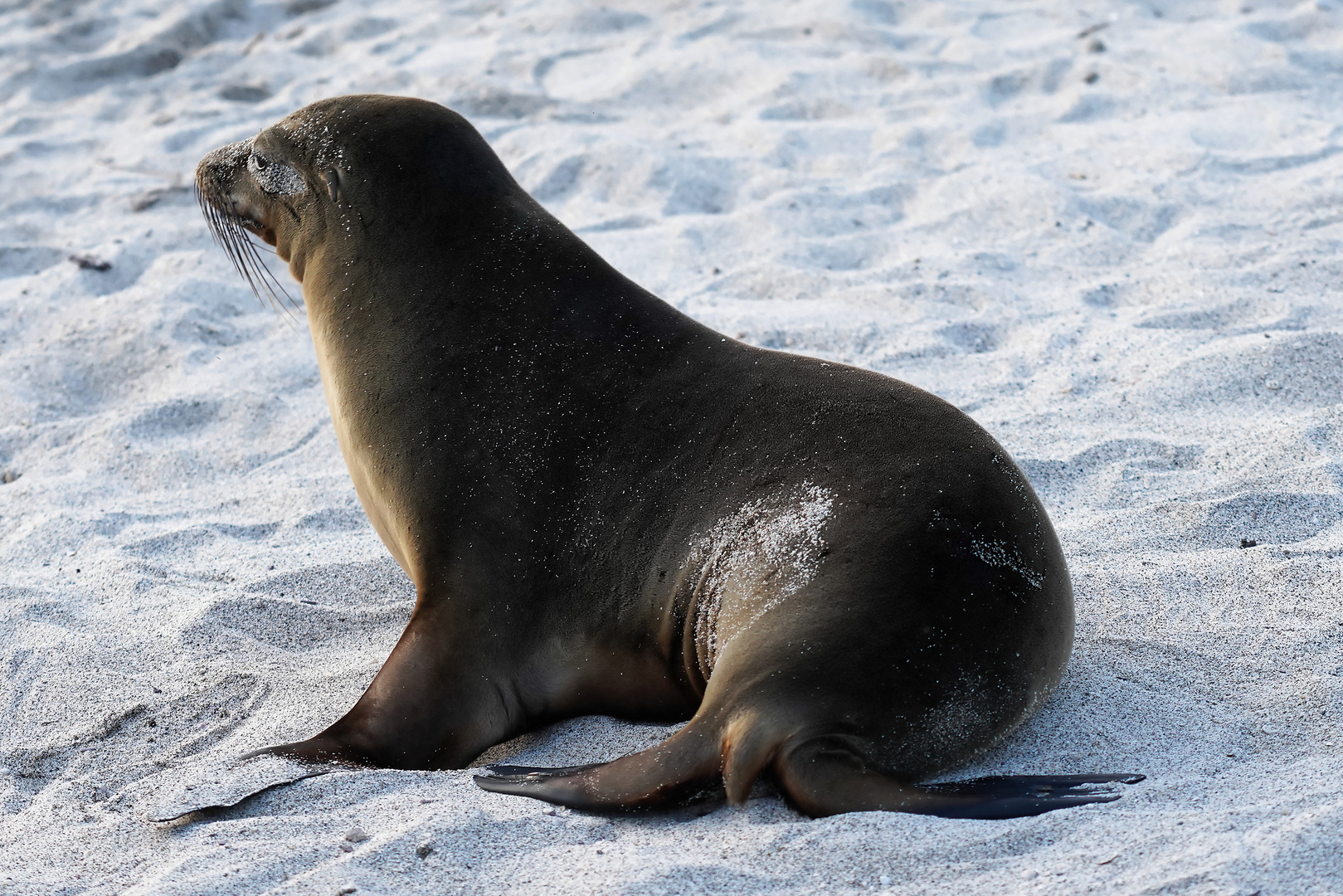 Galápagos-Seelöwe 