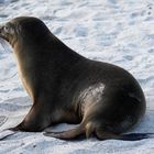 Galápagos-Seelöwe 