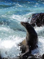 Galápagos-Seelöwe