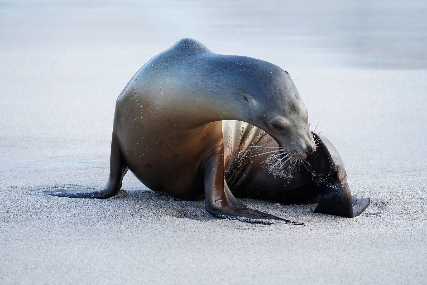 Galápagos-Seelöwe 