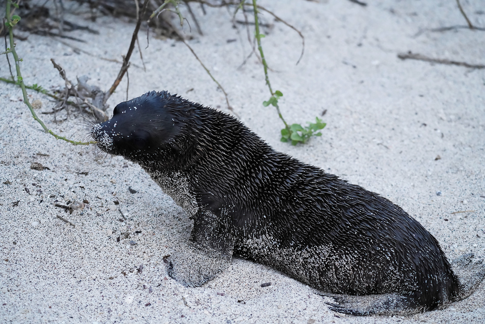 Galápagos-Seelöwe  Jungtier