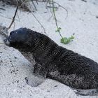 Galápagos-Seelöwe  Jungtier