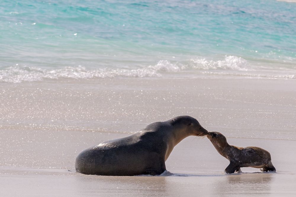 Galapagos-Seelöwen