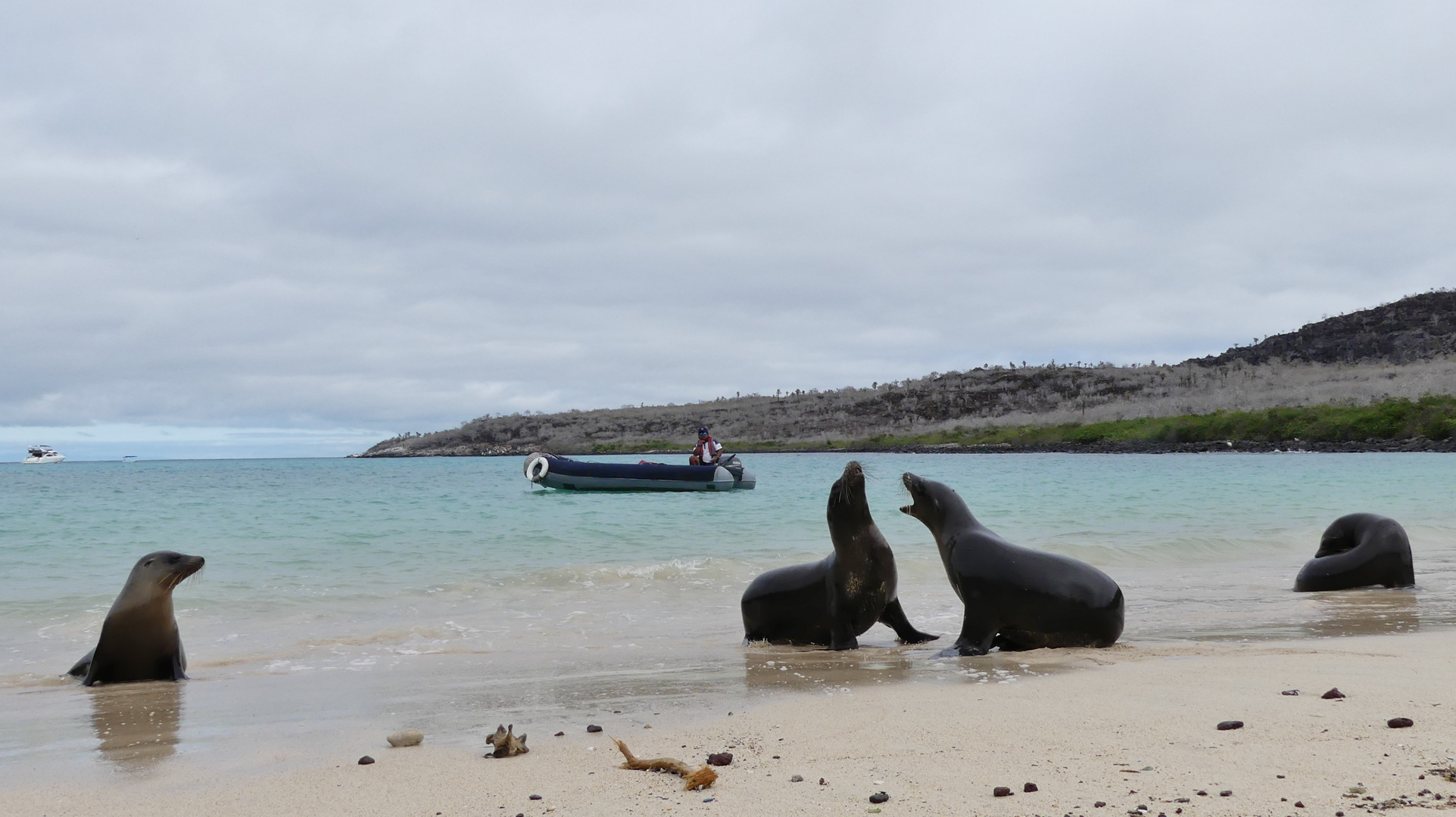 Galapagos / Seelöwen am Strand 