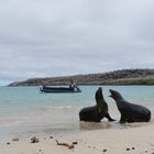 Galapagos / Seelöwen am Strand 