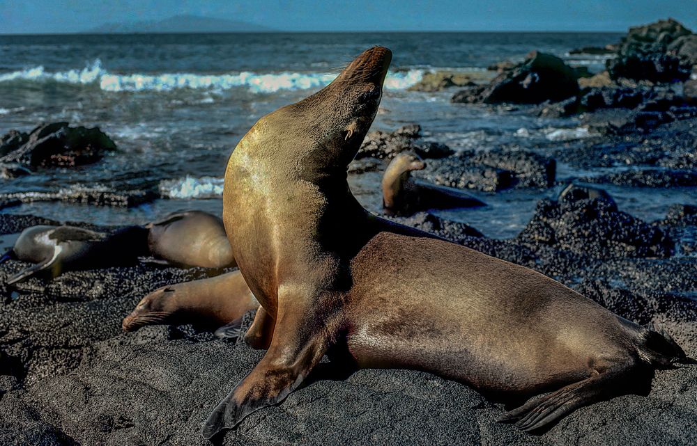 Galapagos-Seelöwen