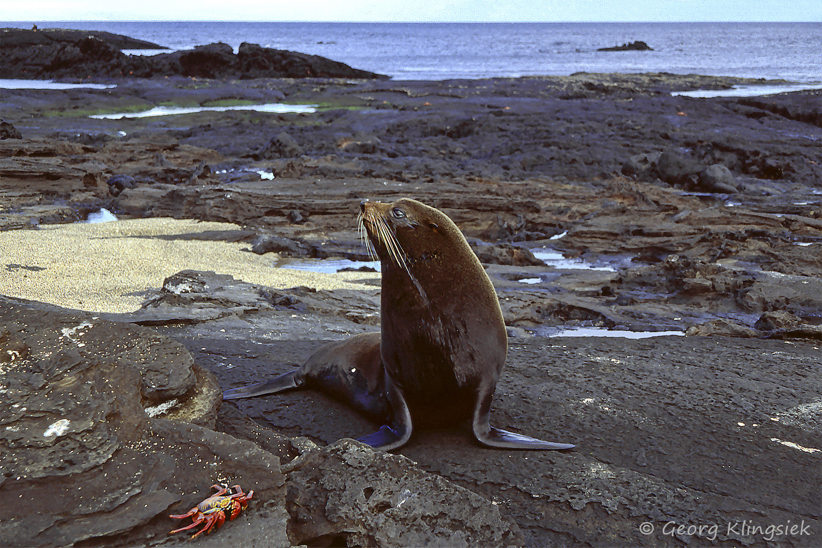 Galápagos-Seelöwen … 