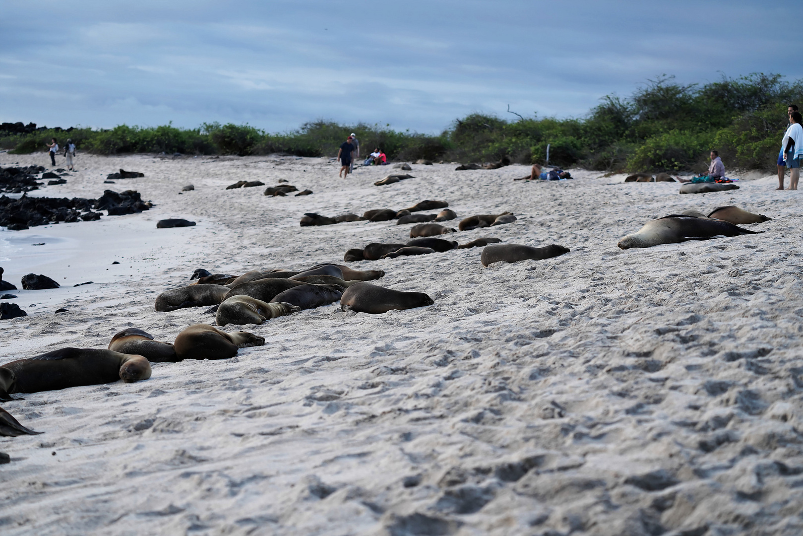 Galápagos-Seelöwenkolonie 