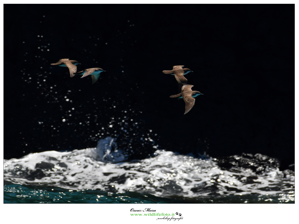 Galapagos shearwoter workshop galapagos https://www.wildlifefoto.it/