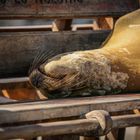 Galapagos - Sleeping Sea Lion