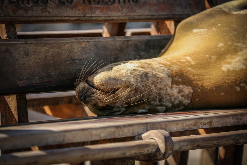 Galapagos - Sleeping Sea Lion