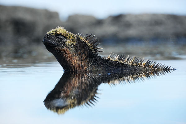 Galapagos-Sonnenbad-Genießer