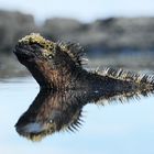 Galapagos-Sonnenbad-Genießer