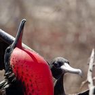 Galapagos, "Spieglein, Spieglein an der Wand, er ist der Schönste im ganzen Land?"