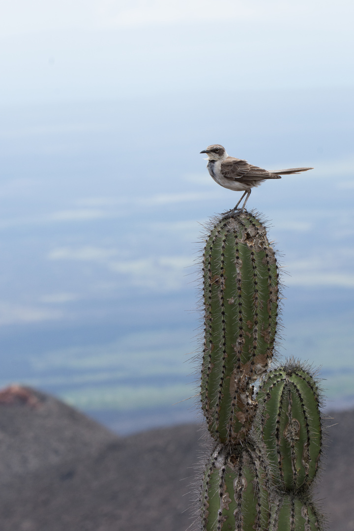 Galapagos-Spottdrossel (Nesomimus parvulus), Santa Cruz, Galápagos