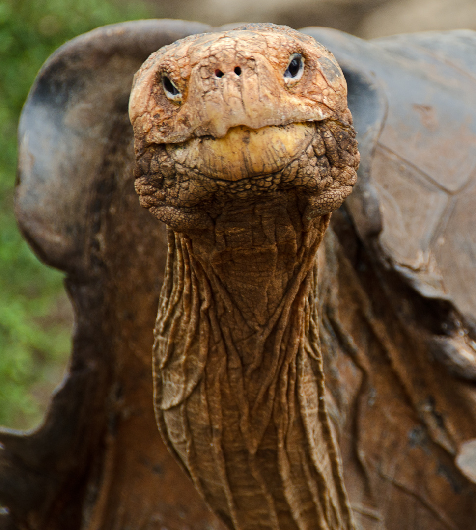 Galapagos Tortois - Lonesome George