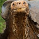 Galapagos Tortois - Lonesome George