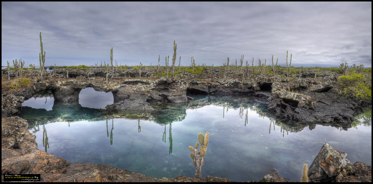 Galapagos workshop  https://www.wildlifefoto.it/