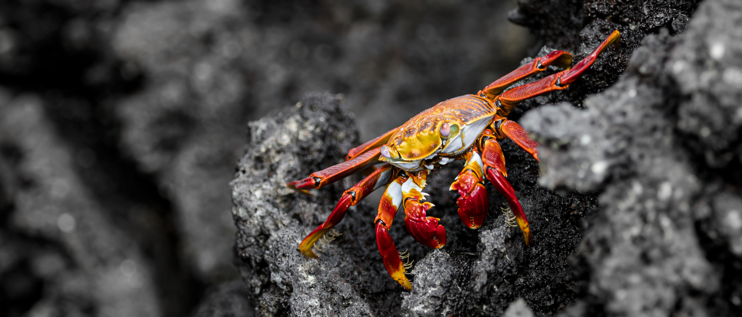 Galapagos_4081_B_NG