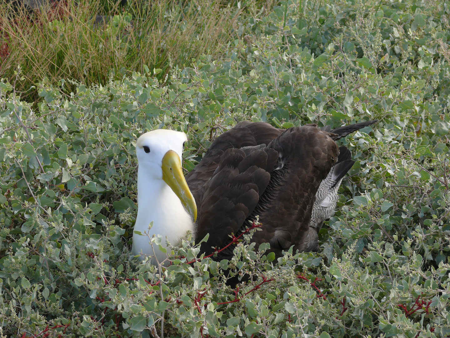 Galapagosalbatros2