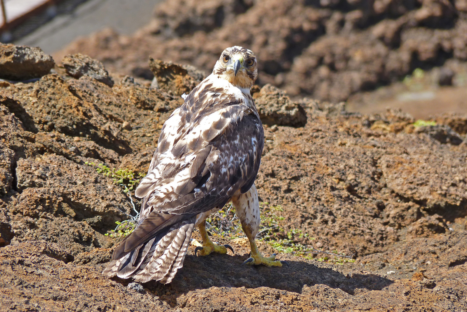 Galapagosbussard - gesehen auf Bartolomé