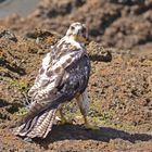 Galapagosbussard - gesehen auf Bartolomé