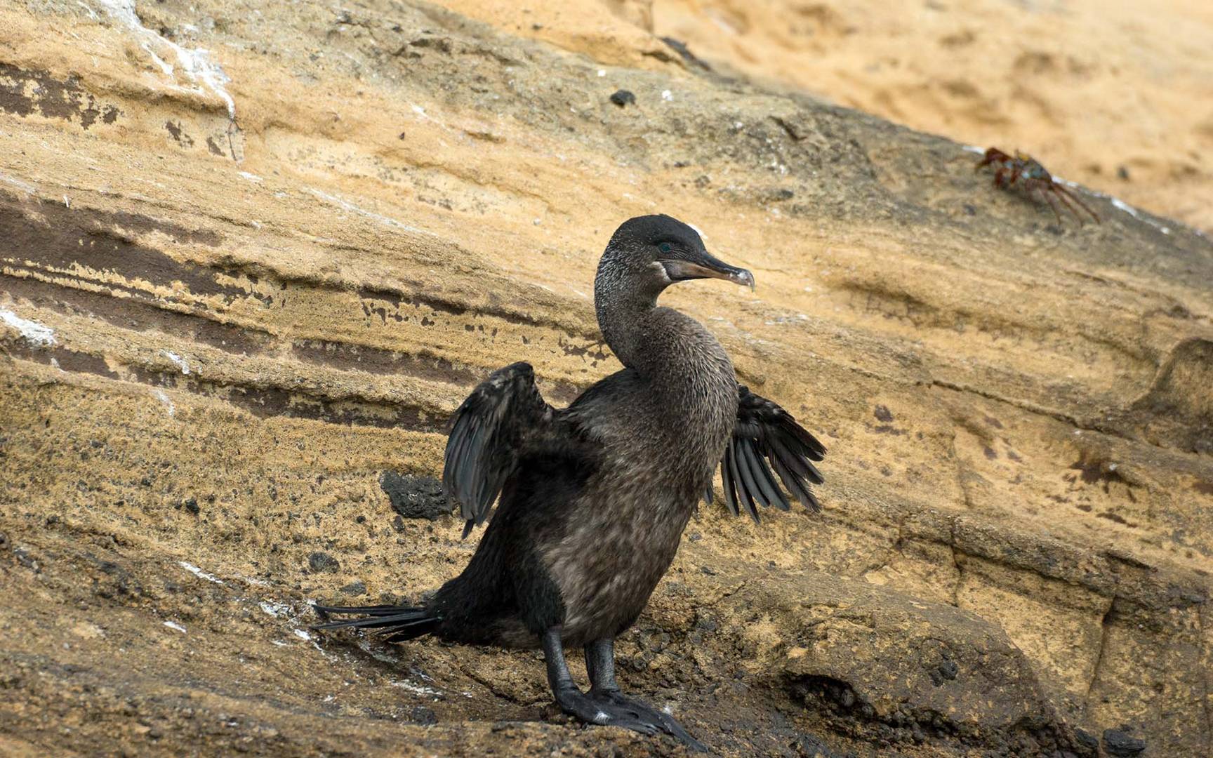 Galapagos_Kormoran_01_1920x1200