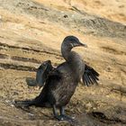 Galapagos_Kormoran_01_1920x1200